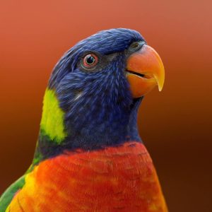 bird-3 bird-3