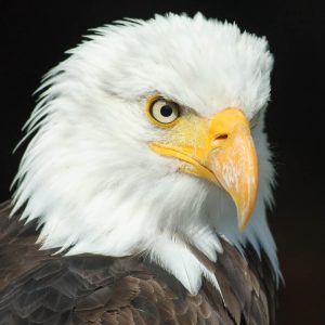 bird-5 bird-5