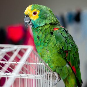 bird-6 bird-6