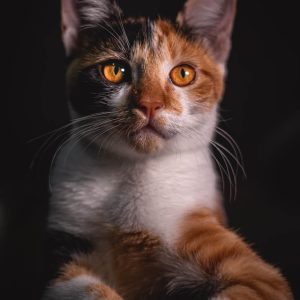 cat-3 cat-3