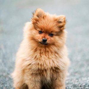 dog-1 dog-1