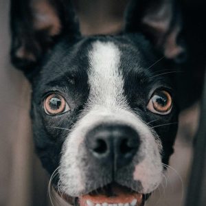 dog-3 dog-3