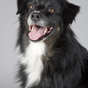 dog-5 dog-5